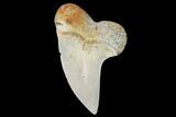 Fossil Shark (Carcharodon planus) Tooth - Sharktooth Hill, CA #94658-1